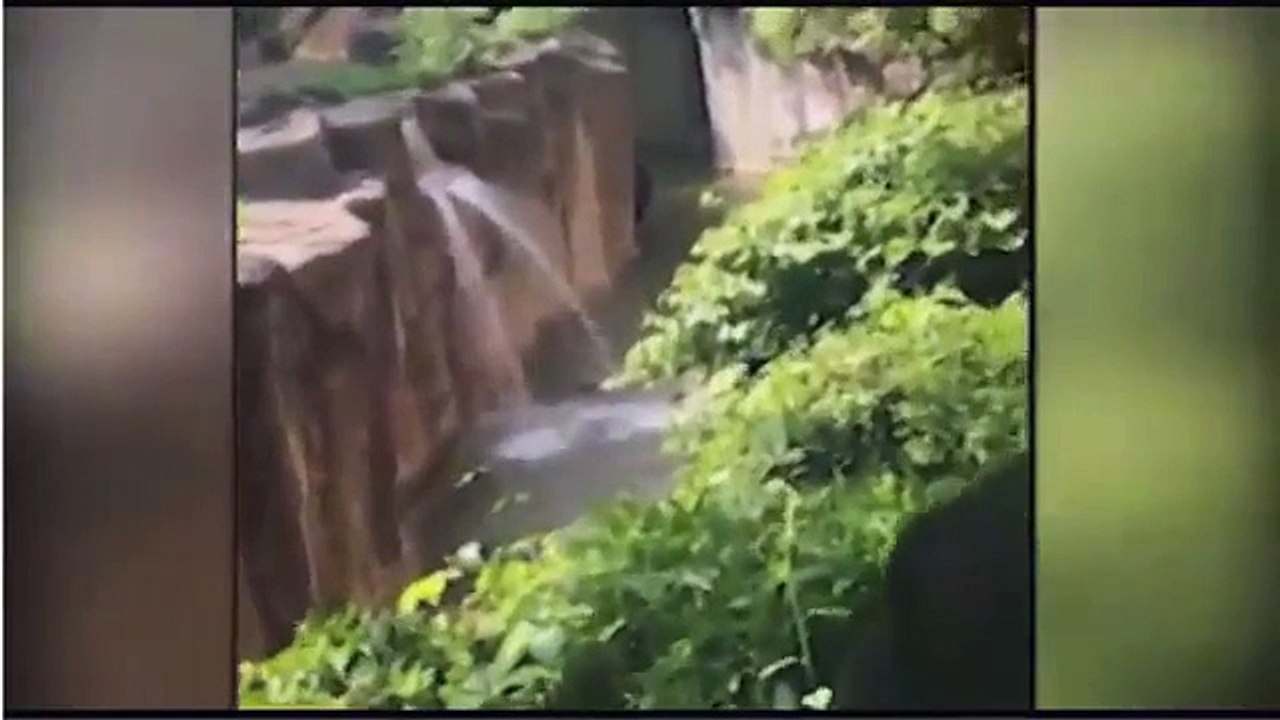 Un enfant tombe dans l’enclos d’un gorille