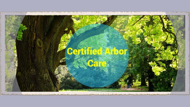 Tree Trimming Austin - Certified Arbor Care (512) 671-8733