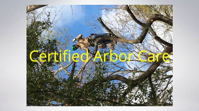 Tree Trimming Austin - Certified Arbor Care (512) 671-8733