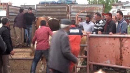 Kars Damızlık Boğa Alanlardan Devlete Teşekkür