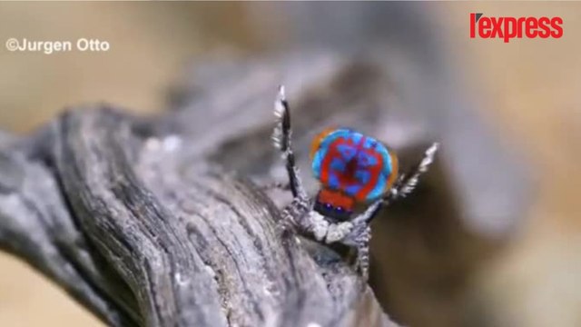 Quand les araignées jouent les paons pour séduire