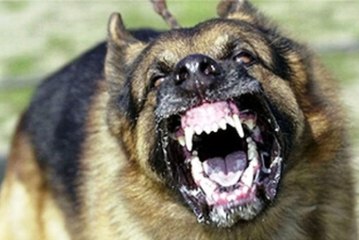 The Most Dangerous Dog Breeds in the world