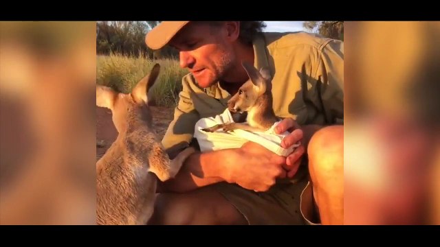 Ce bébé kangourou est nourri au biberon par un soigneur, ce que fait sa maman va vous faire craquer !