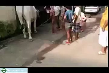 whatsapp funny videos zor ka jhatka beware of bull