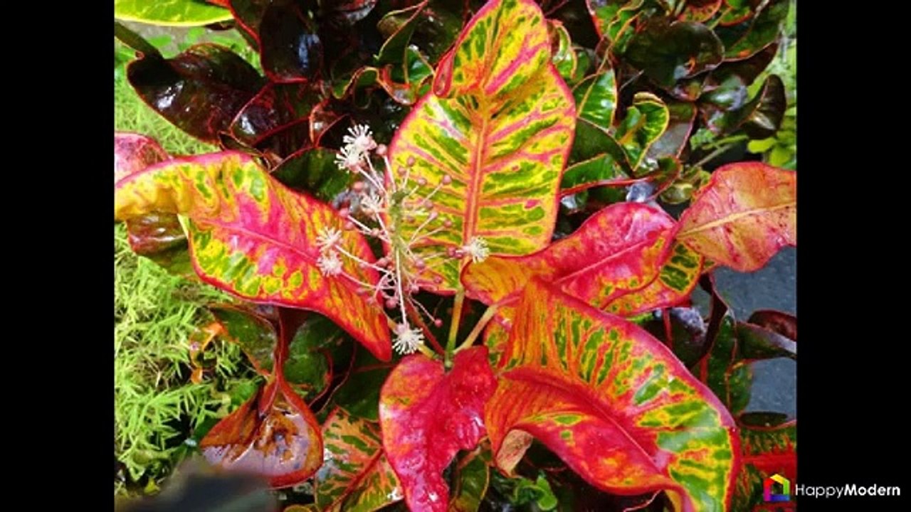 Кротон - посадка и уход за пестролистным красавцем
