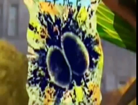 Pingwiny z Madagaskaru sezon 3 odc 12 Ja król PL CAŁY ODCINEK!