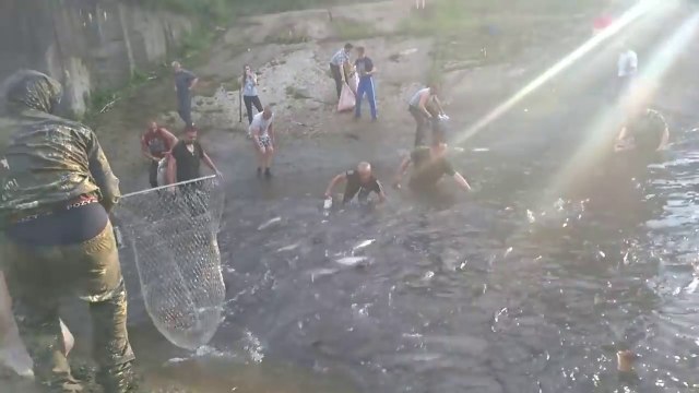 Pêche sauvage de 30 tonnes de carpes relâchées dans un lac en Russie