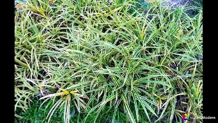 Панданус - особенности ухода и размножения