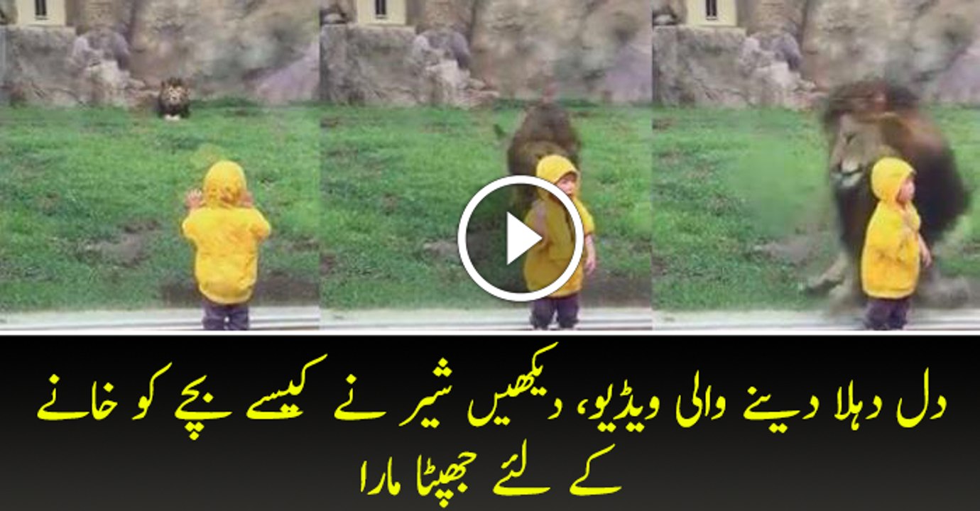 Lion at Japan zoo tries to paw Boy through Glass