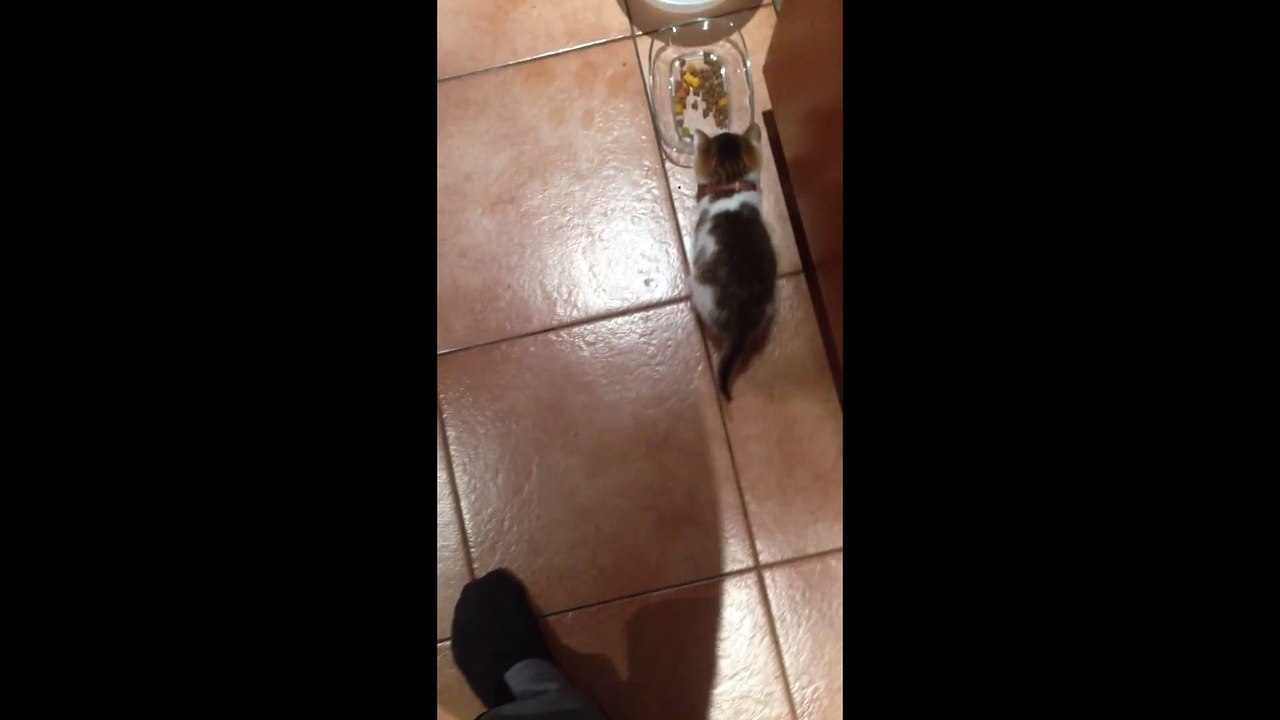 Little Kitten Climbs Up Owner's Leg