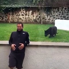 Un jaguar attaque un homme par derrière !