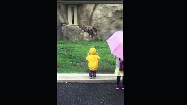 Un lion bondit sur un enfant et s'écrase sur la vitre de son enclos