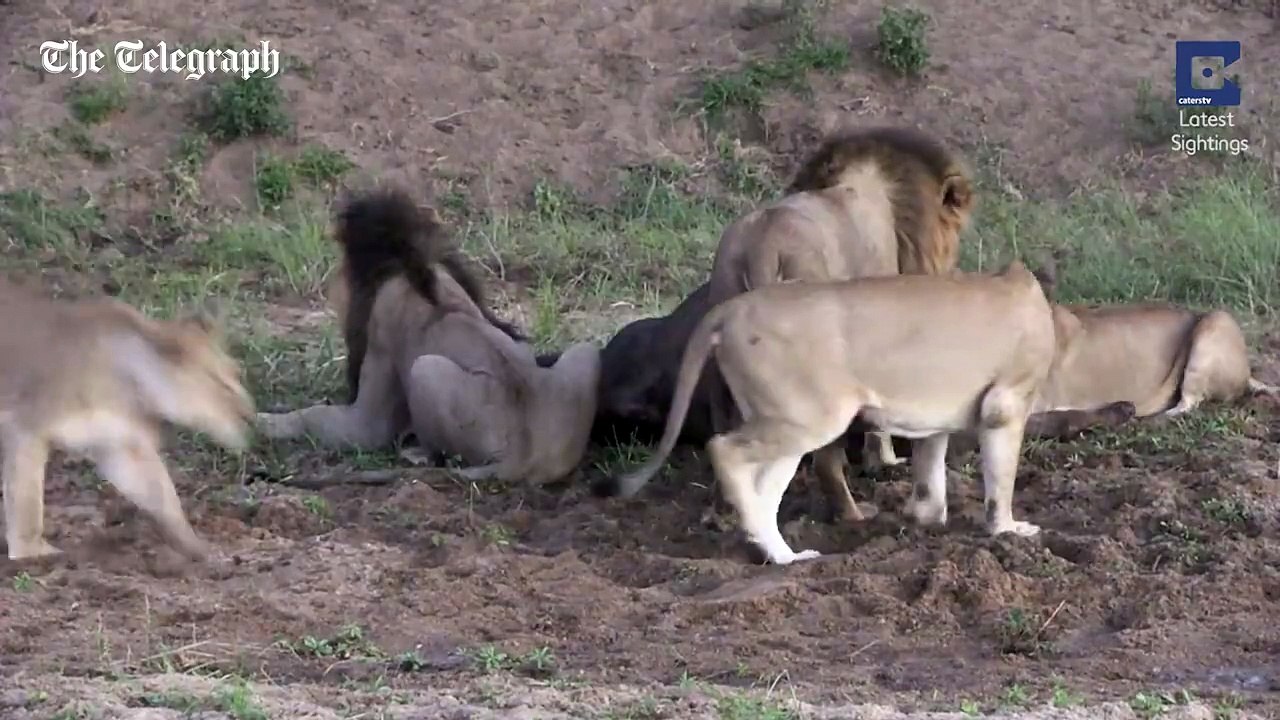 Buffalo Gets Lucky and Escapes When Lions Fight Eac Other