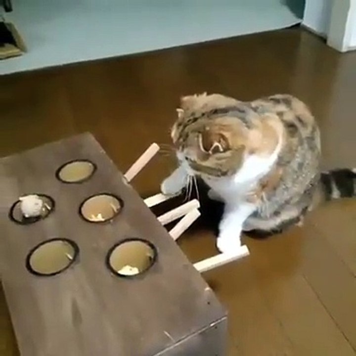 Homemade Device Keeps Cat Busy