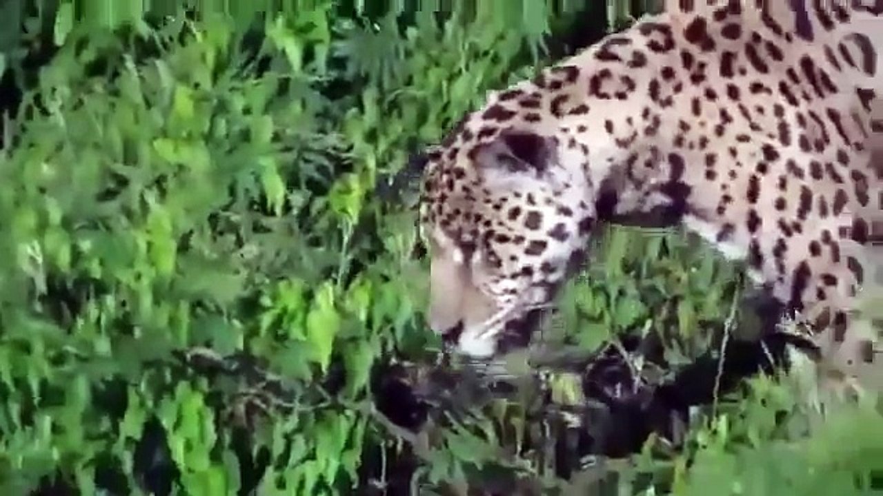 Leopard Dive Bombs a Crocodile In a River