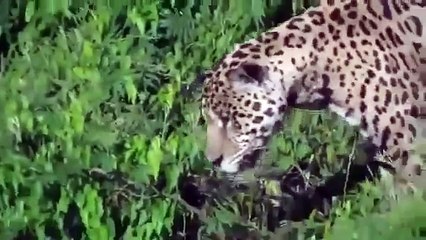 Leopard Dive Bombs a Crocodile In a River
