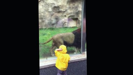 Lion at Japan zoo tries to paw Boy through Glass
