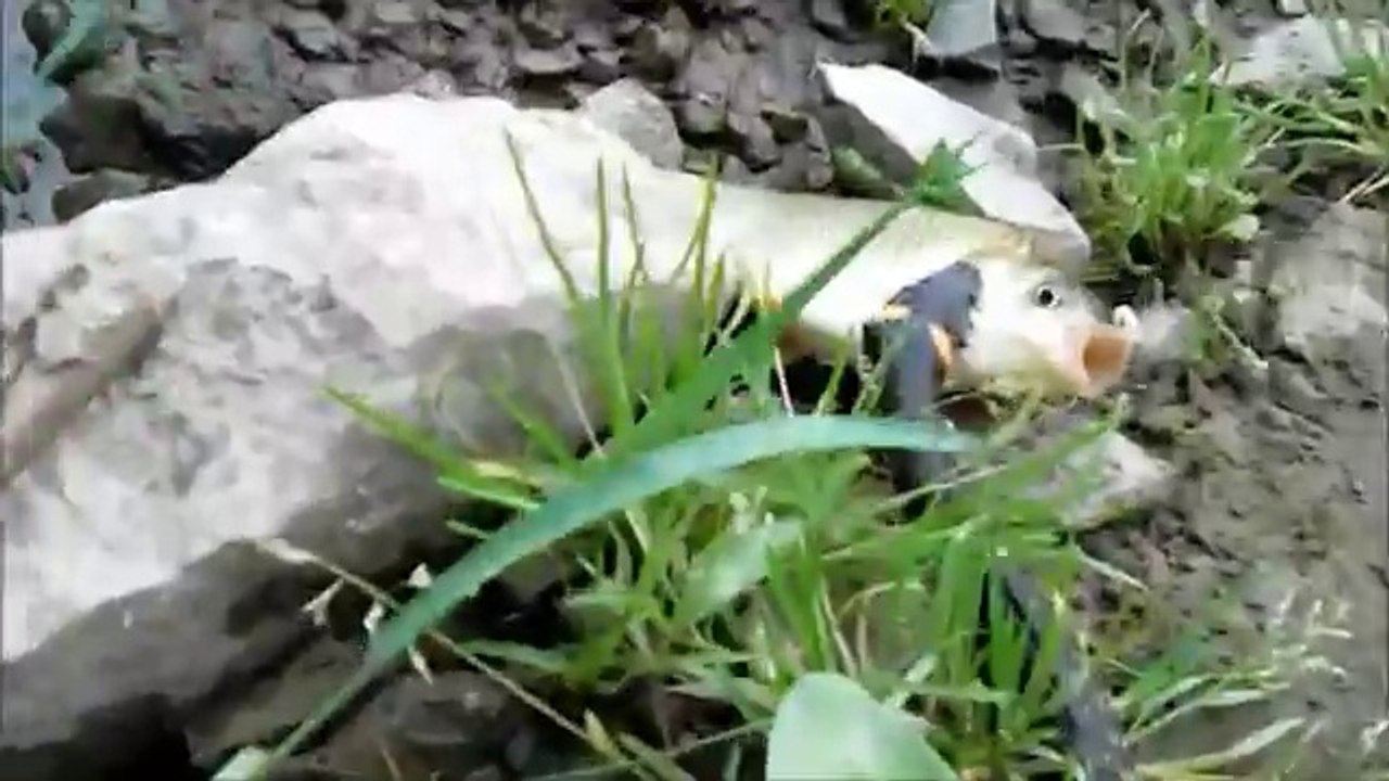 Small Snak Attempts To Eat Bigger Fish