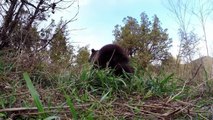 GoPro- Man and Grizzly Bear - Adventures with Bella