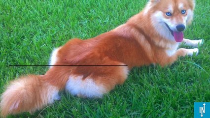 Faites la rencontre de Mya, la chienne qui ressemble à un renard