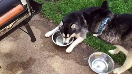 This Husky Blowing Bubbles In Her Water Is The Purest Thing Ever
