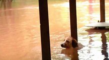 Eles prenderam o cão a um poste durante as cheias... O que aconteceu... Inimaginável!