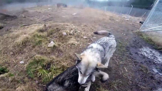 Ils disent qu'elle est folle de s'occuper de ces loups, mais regardez bien quand elle les flatte...