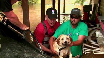 Un chien va se noyer, car il est attaché à un poteau. Les images sont à glacer le sang...
