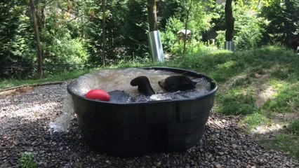 Cet ours kiffe son bain... Adorable