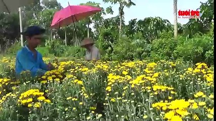 Người trồng hoa Sa Đéc không đủ hoa cung ứng dịp Tết Đoan ngọ