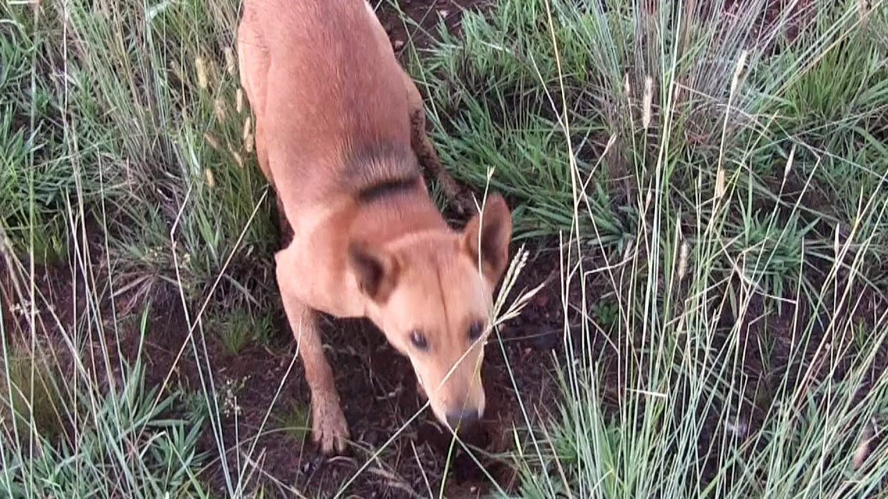 Hunde jagen Tiere für Wilderer in Südafrika