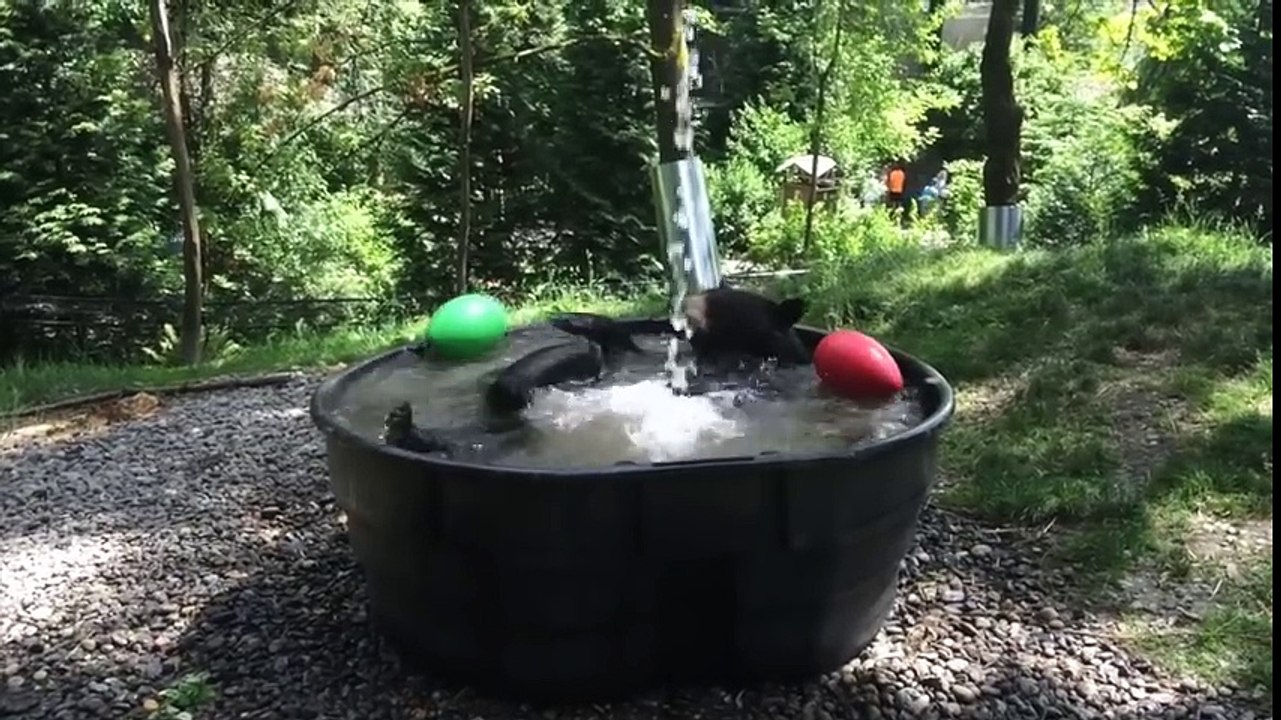 Cet ours se la coule douce dans son gigantesque bassin d'eau : So cute