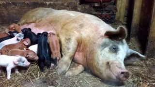 Happy Pig and babies