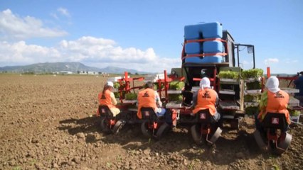 Ringjallja e duhanit shqiptar - Top Channel Albania - News - Lajme