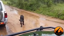 Buffalo Chases A Hunting Lion From Her Newborn Calf - Latest Wildlife Sightings