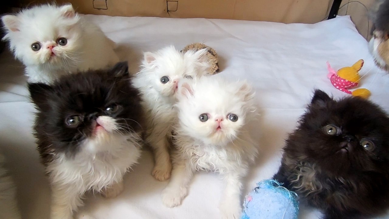 mes bébés 6 semaines et demi