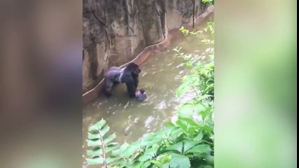 El viral del mes: gorila zarandea a un niño que cayó al foso
