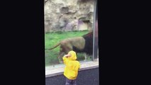 What Happened When Lion Attack On a Child