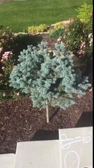 Une famille de girafes dessinée par une petite fille