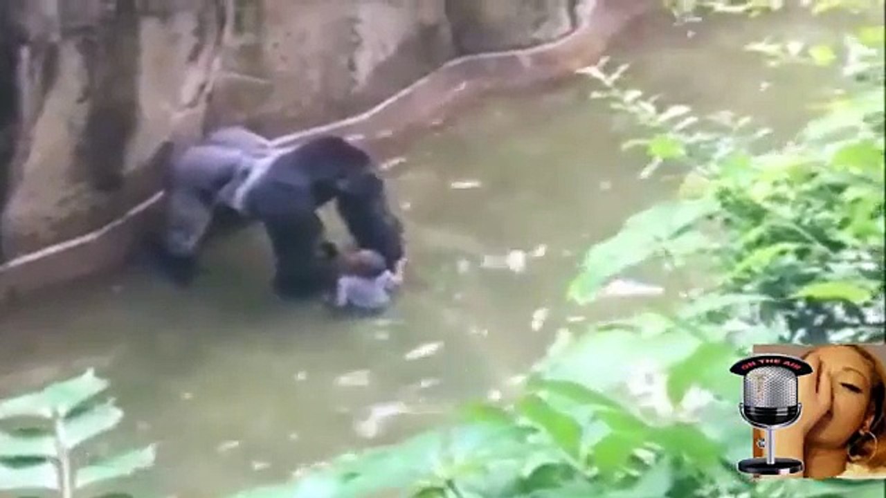 Gorilla Drags Four Year Old boy in water later Dying!!