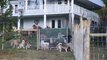 45 chiens abandonnés découvrent leur nouveau refuge