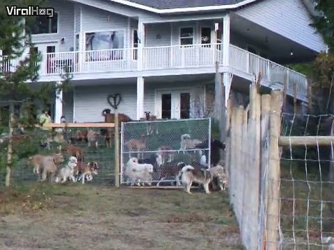 45 chiens abandonnés découvrent leur nouveau refuge