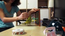 Ce perroquet adore jouer aux flechettes