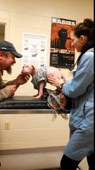 Pit bull puppy happy to be reunited with its rescuer