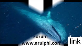 Dünyanın En Büyük Hayvanı Mavi Balina-World's Biggest animal blue whale