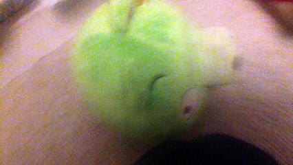 King pig and. Minions pig. Gets. Grounded