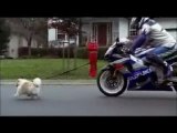 Humour - Pub - Moto Suzuki   chien