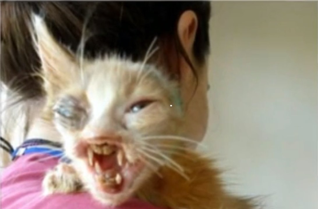 Gülümser - The Miracle Cat!