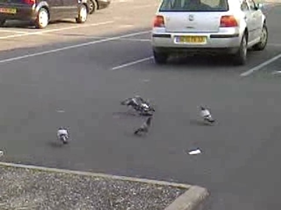 Baston d' pigeons!!!