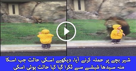 What Happened When Lion Attack On a Child
